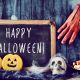 Road Safety Tips: Driving on Halloween