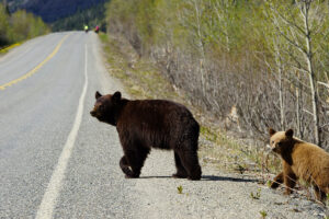 Bear and cub are crossing the road.