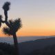 Guide for a Quick Vacation: Visiting Joshua Tree