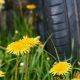 Driving with Dandelion Tires: The Rubber Tree Alternative