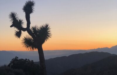 Guide for a Quick Vacation: Visiting Joshua Tree