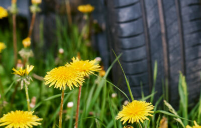 Driving with Dandelion Tires: The Rubber Tree Alternative