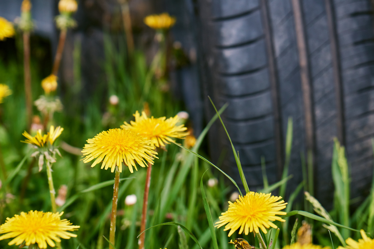 Driving with Dandelion Tires: The Rubber Tree Alternative