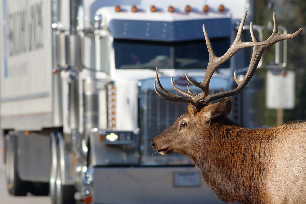 On The Road Safety for Truckers and Animals